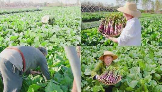 红菜苔产地高清在线视频素材下载