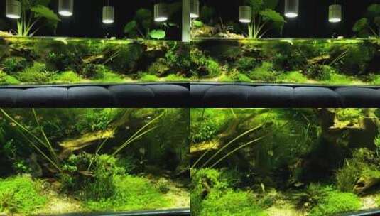 植物水族箱里小鱼游动  2高清在线视频素材下载