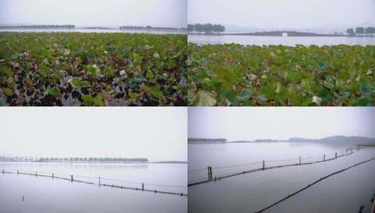 杭州西湖早晨梦幻雾景唯美4K视频合集高清在线视频素材下载