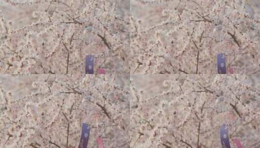 盛开梅花樱花飘动的风铃高清在线视频素材下载