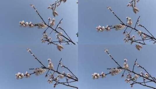 春天盛开的花朵特写高清在线视频素材下载