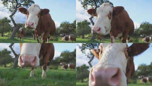 天然牧场奶牛吃草高清在线视频素材下载
