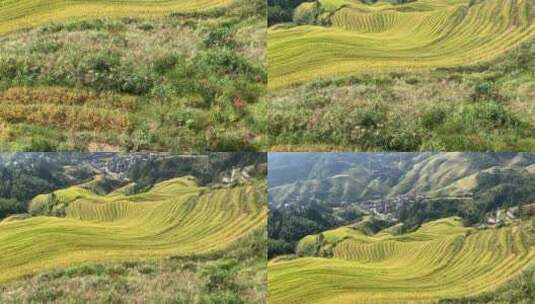 晴天桂林龙脊梯田旅游观赏金秋九月稻田高清在线视频素材下载