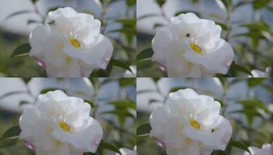 白色茶花、蜜蜂采蜜慢动作03高清在线视频素材下载