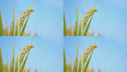 秋天成熟的稻穗高清在线视频素材下载