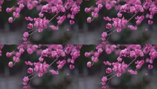 盛开的梅花花朵生机勃勃高清在线视频素材下载