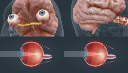眼球 眼睛 人眼 脉冲视神经交叉视觉中心高清在线视频素材下载