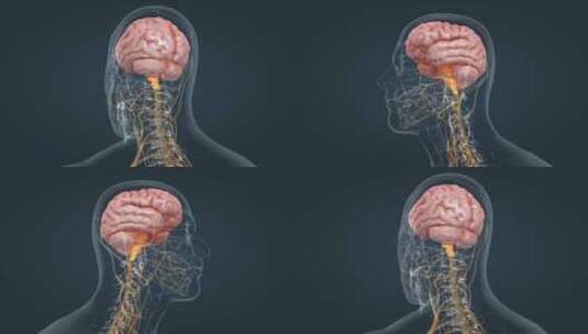 中枢神经 神经通路 大脑动画 器官动画高清在线视频素材下载