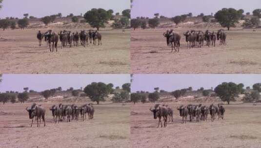 荒漠中行走的牛群高清在线视频素材下载
