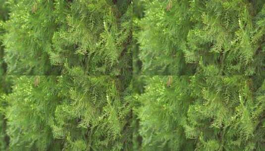 绿色树木树叶特写高清在线视频素材下载