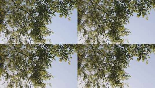 春天树叶在阳光下高清在线视频素材下载
