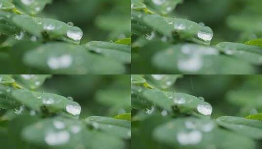 小雨滴在植物上慢镜头高清在线视频素材下载