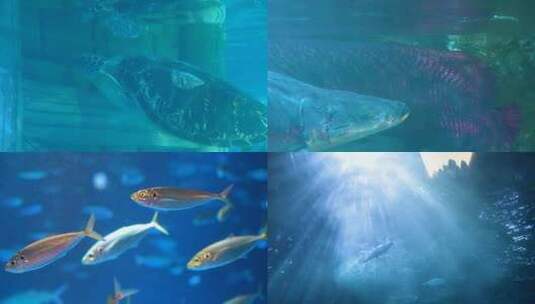 6747 水族馆 海洋馆 海底世界高清在线视频素材下载