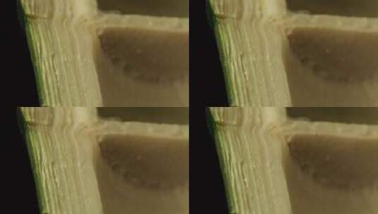 竹子的横截面 微距拍摄高清在线视频素材下载