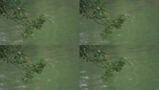 杭州运河 水面 植物 生态 环境高清在线视频素材下载
