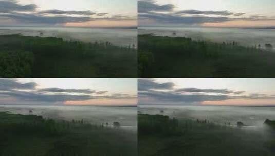 航拍湿地晨雾缭绕树林隐约再现高清在线视频素材下载
