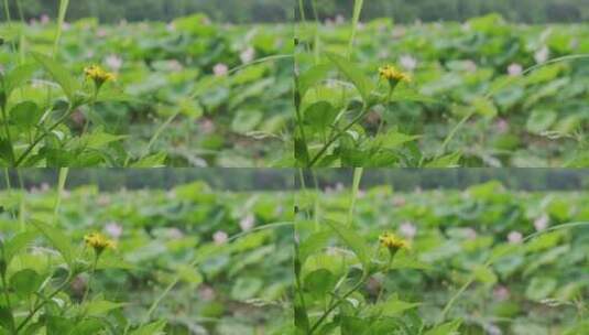 小黄花荷花荷叶空镜头「升格」高清在线视频素材下载