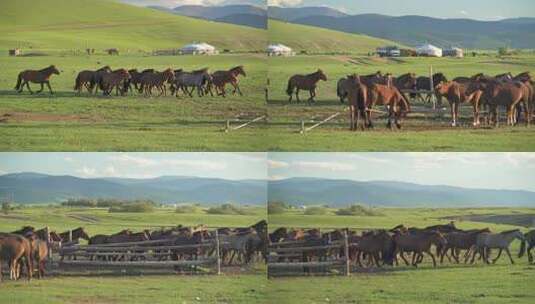 自由奔跑的马群高清在线视频素材下载