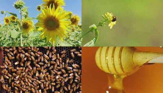 蜜蜂采蜜长白山椴树土蜂蜜4K高清在线视频素材下载