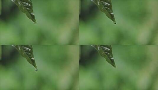 雨水水滴绿叶滴水高清在线视频素材下载