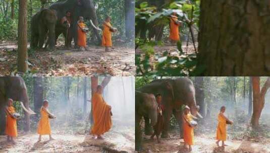 僧侣带着大象在森林中行走高清在线视频素材下载