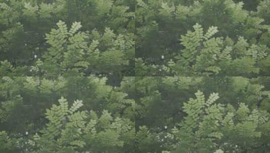 树枝树叶高清在线视频素材下载