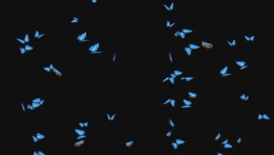 蝴蝶透明通道高清在线视频素材下载