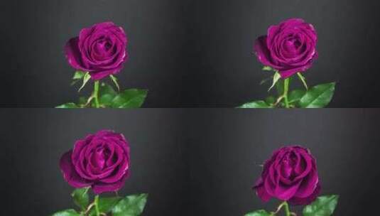 玫瑰枯萎延时高清在线视频素材下载