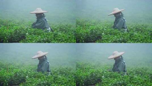 毛尖春茶白茶绿茶茶叶手工茶采摘高清在线视频素材下载