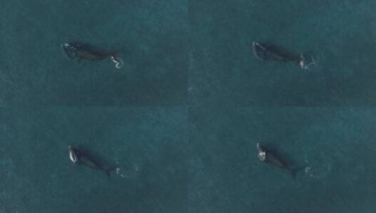 蓝鲸在海水中游泳高清在线视频素材下载