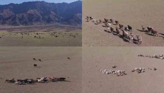 B新疆和布克塞尔草原动物群1高清在线视频素材下载