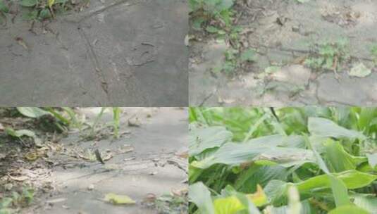 公园里抓拍黑色的蜻蜓高清在线视频素材下载
