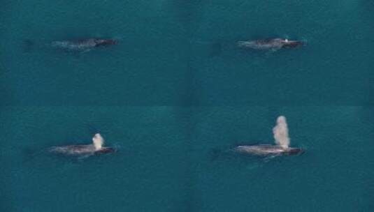 海洋水面鲸鱼高清在线视频素材下载