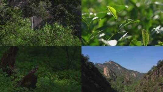 【4K】武夷山景区茶园空镜高清在线视频素材下载
