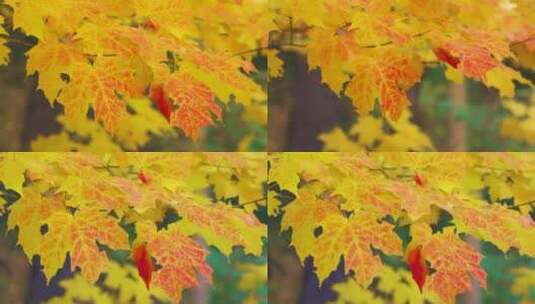 秋天枫叶红了高清在线视频素材下载