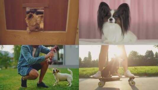 【合集】运动的宠物狗欢乐高清在线视频素材下载