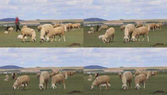 秋天的草原 羊吃草 放牧高清在线视频素材下载