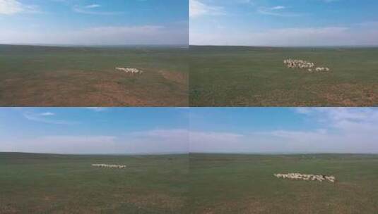 新疆内蒙大草原自然风光羊群放牧高清在线视频素材下载