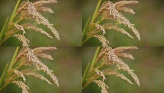水稻 稻谷丰收高清在线视频素材下载