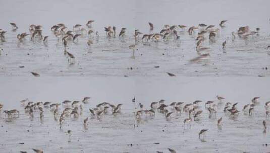 深圳湾飞行觅食的黑尾塍鹬群、鹬鸻群、鸟群高清在线视频素材下载