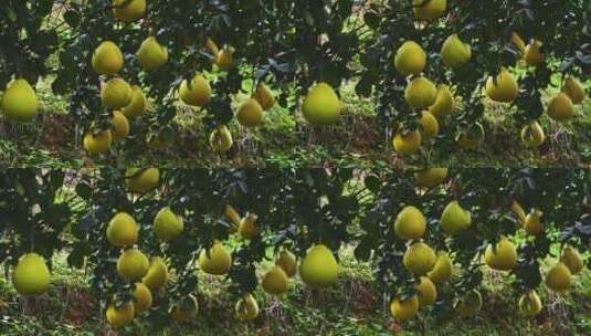 柚子沙田柚蜜柚广西容县水果柚子种植基地高清在线视频素材下载