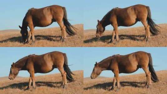 内蒙古乌兰布统景区坝上草原的吃草的马匹高清在线视频素材下载