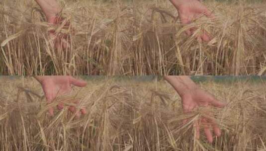 小麦 麦穗 特写高清在线视频素材下载