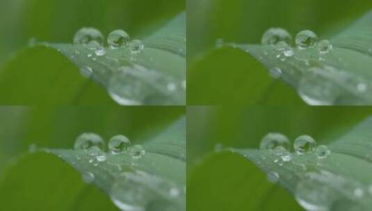 春天清晨植物树叶上的露珠水滴高清在线视频素材下载