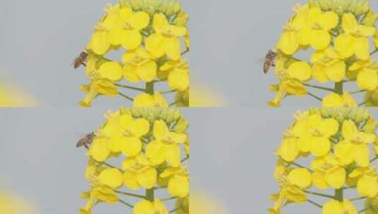 春天田野油菜花蜜蜂采蜜升格高清在线视频素材下载