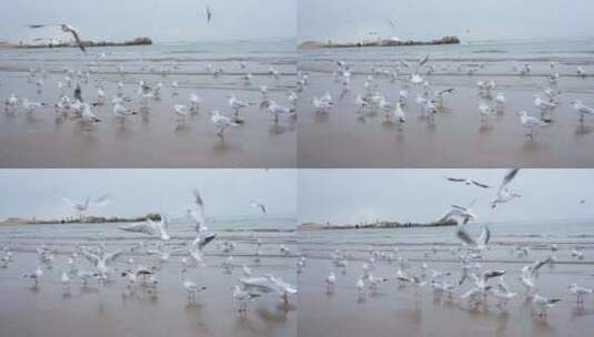海边成群的海鸥高清在线视频素材下载
