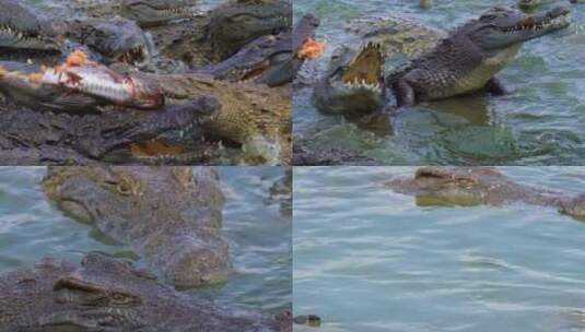 鳄鱼养殖鳄鱼池高清在线视频素材下载