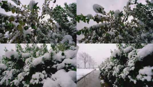 冬季雪天休闲广场公园植物树梢上的积雪高清在线视频素材下载