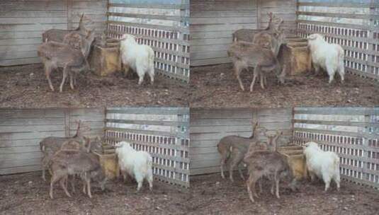 羊和鹿在吃枯草冬季养殖业牧场高清在线视频素材下载