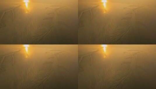 浙江钱塘江生命之树自然风光航拍高清在线视频素材下载